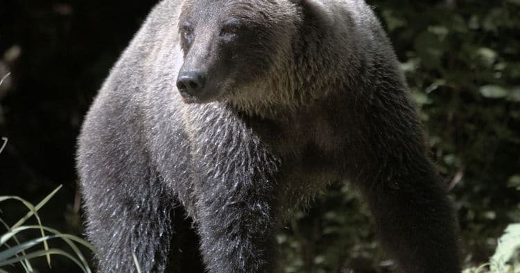 Aventura de observación del oso pardo y la vida silvestre