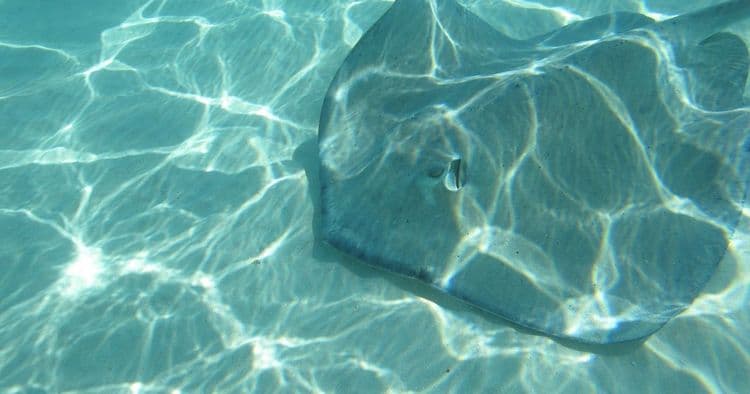 Encuentro en Stingray Beach