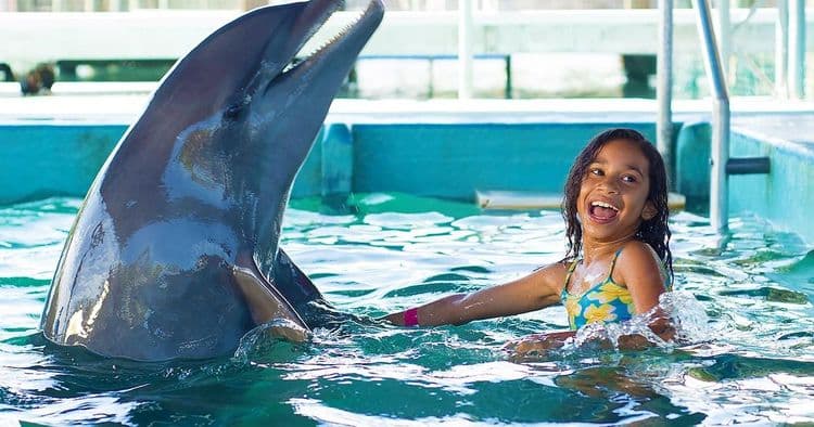Pase del Día Mundial del Encuentro con Delfines y Océano