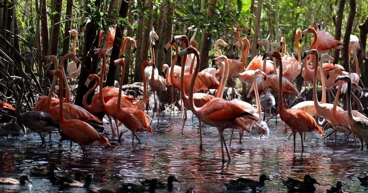 Avistamiento de aves en Aviario Nacional de Colombia