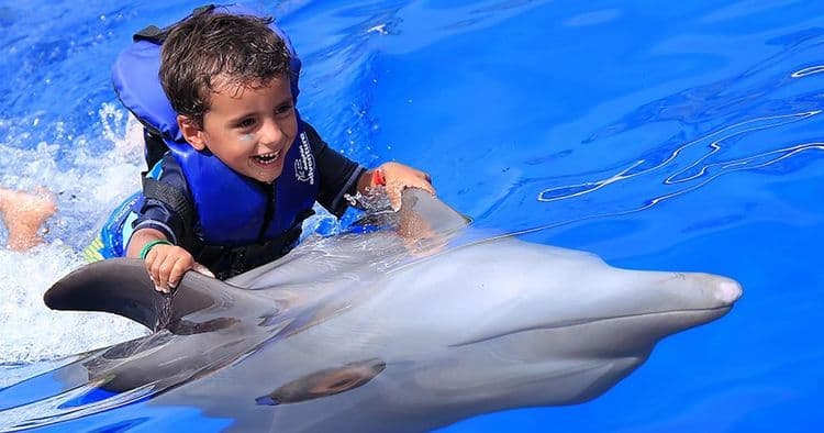 Nado con delfines con comida y bebidas ilimitadas