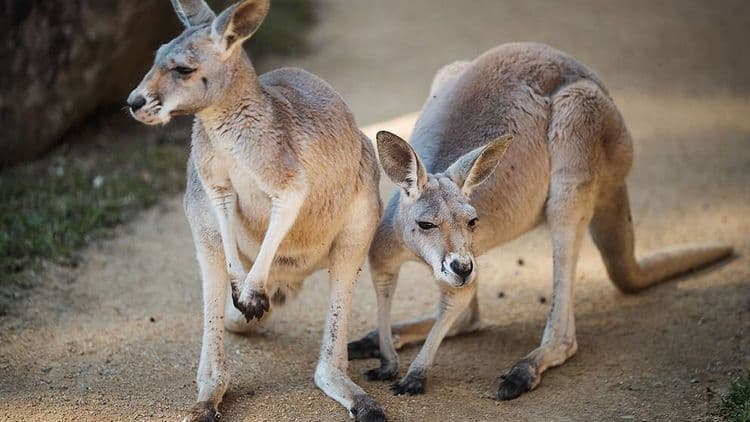 Tour de vida silvestre australiano por el zoológico de Taronga