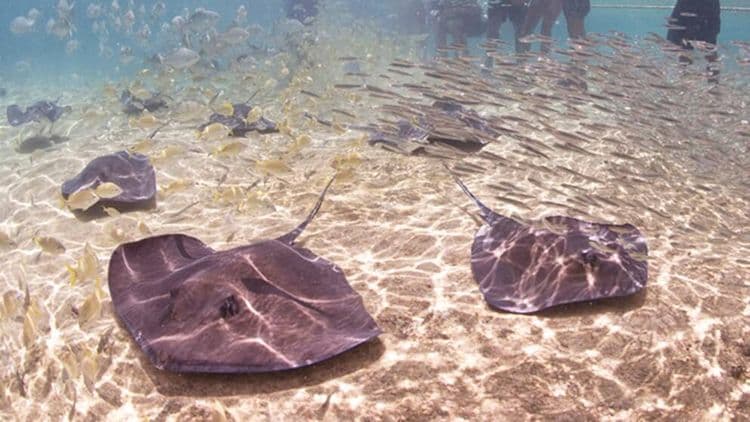 ¡A todo el mundo le encantan las rayas y los tiburones!
