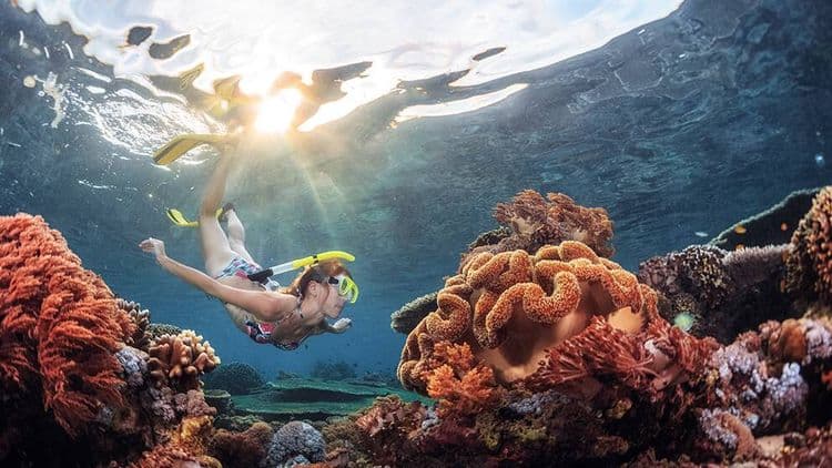 Snorkel en la isla Norman