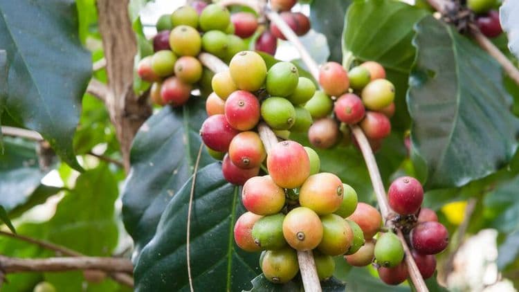 Saborea el Sabor: Tour de Chocolate y Café