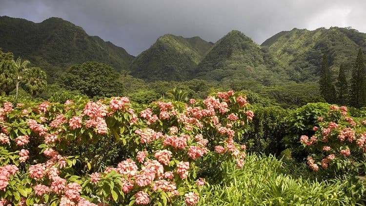 Caminata por la Naturaleza por la Selva Tropical