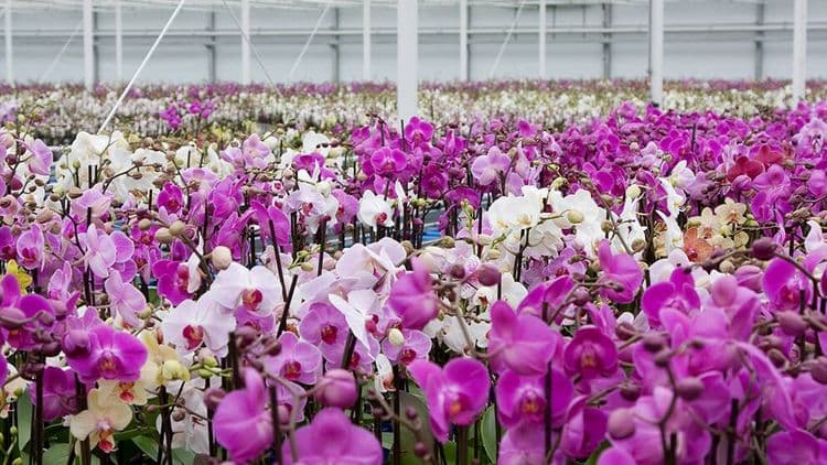 Visitar la Subasta de Flores en Aalsmeer