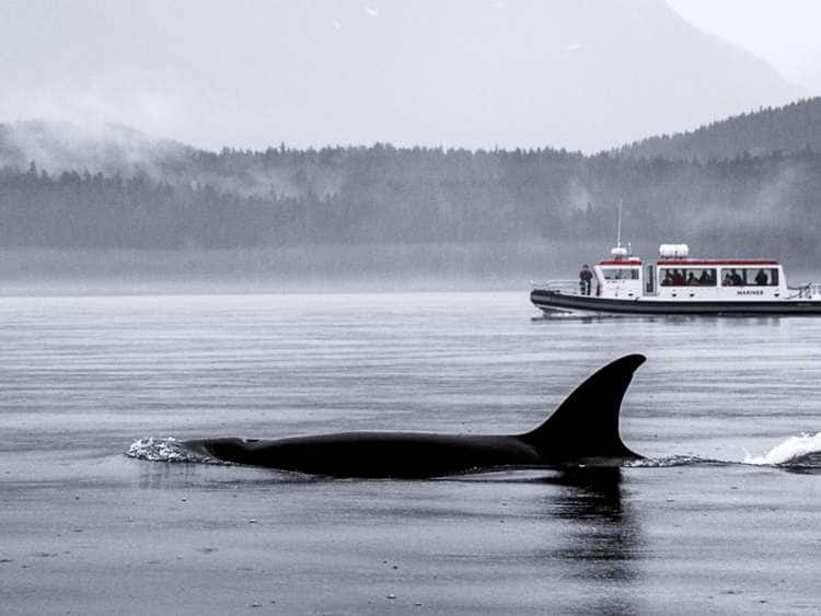 Ballenas de Alaska y Sendero del Glaciar Mendenhall: Experiencia en Grupos Pequeños