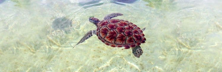 Encuentro con Delfines y Centro de Tortugas Caimán