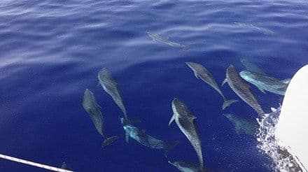 Exploración de vida silvestre en barco