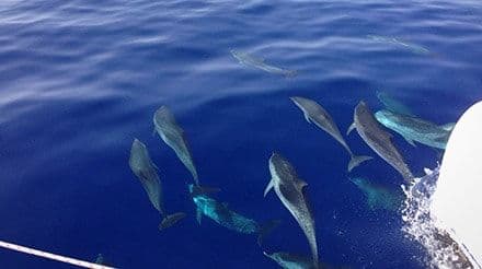 Dolphin Quest en Catamarán