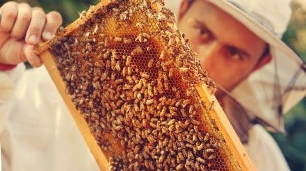 Protectours: Sendero de conservación de abejas de Rotterdam hacia el cielo