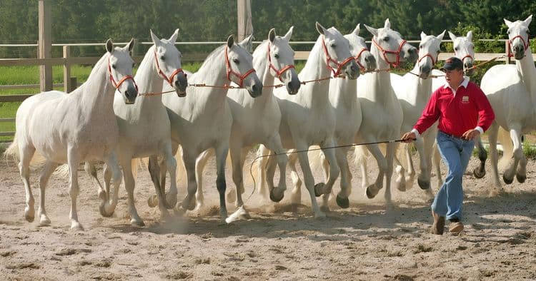 Spanish Horse Ranch & Show