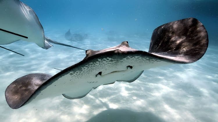 Stingray Tour