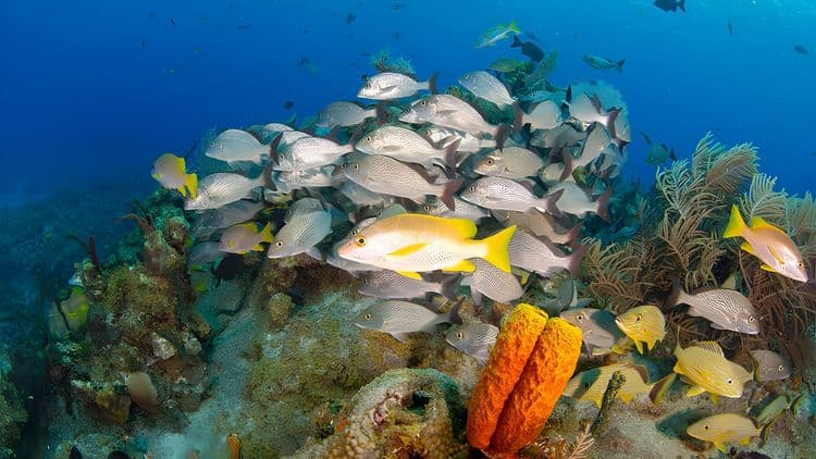 Reef Fishing