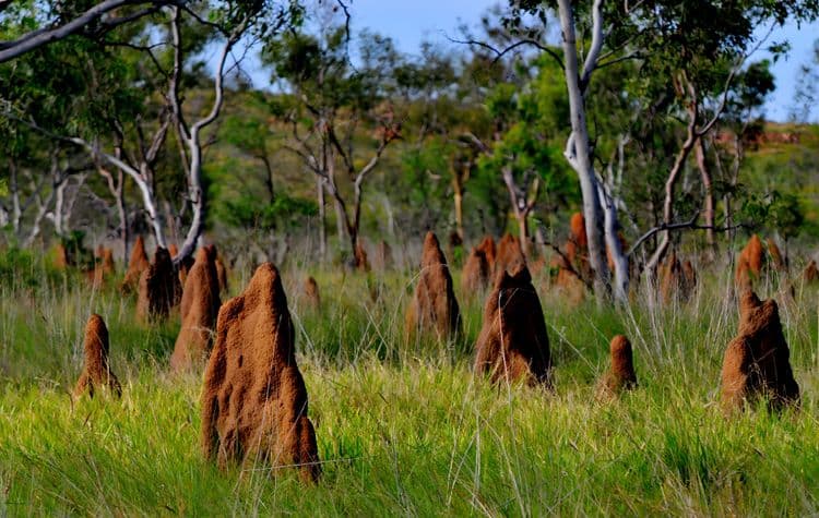 Conexiones Locales: Campo de Litchfield Indígena