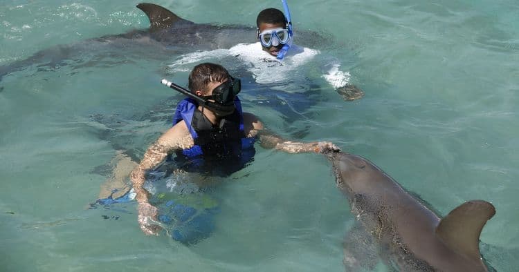 Día de playa y natación con delfines en la isla Balmoral