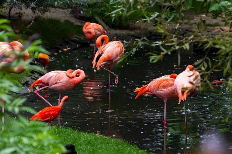 Recorrido por Debark: Paseo en aerobote por los Everglades y jardines de flamencos con traslado al aeropuerto de Fort Lauderdale