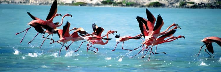 Bonaire Highlights & Beach