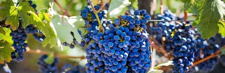Viñedos Medoc