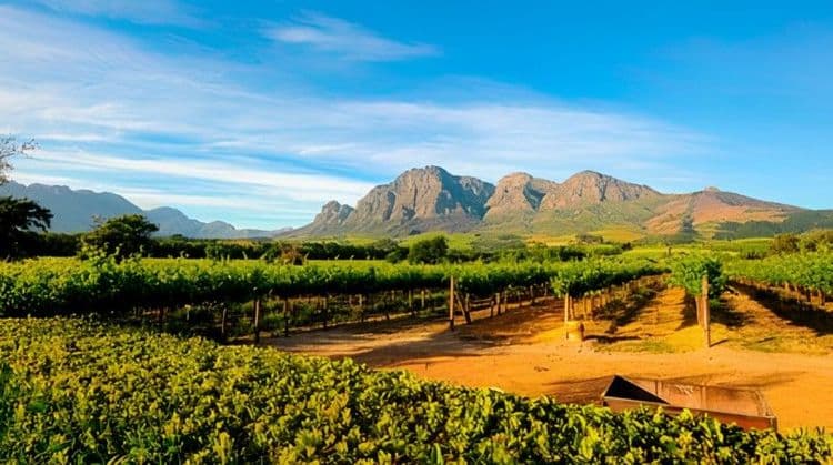 Stellenbosch Winelands