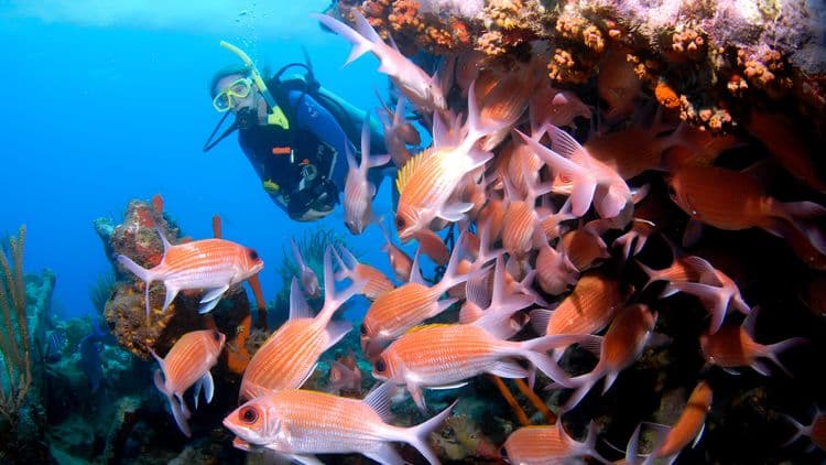 Underwater Exploration for First Timers