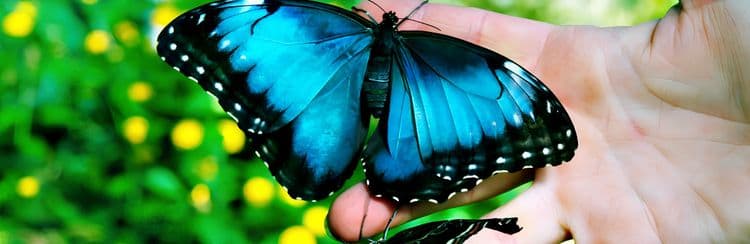 Best Of Victoria: Butchart & Butterfly Gardens