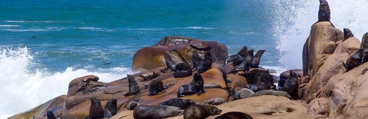 Sea Lion Island