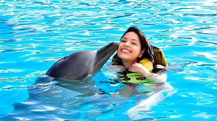 Dolphin Encounter