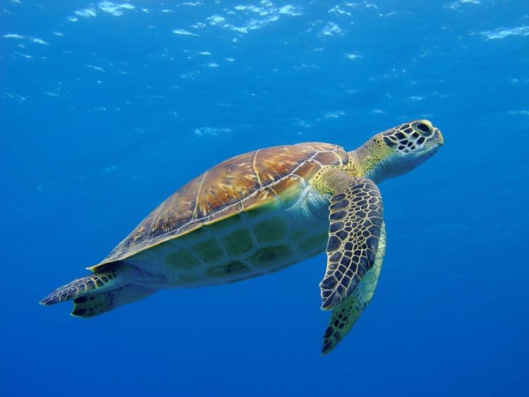 Aventura de snorkel corta y dulce