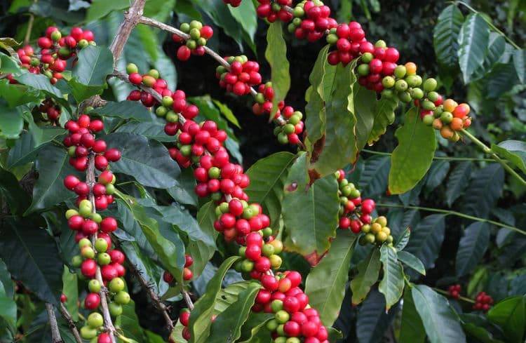 Experiencia de tostado de café Kona Joe y recorrido por la granja de café