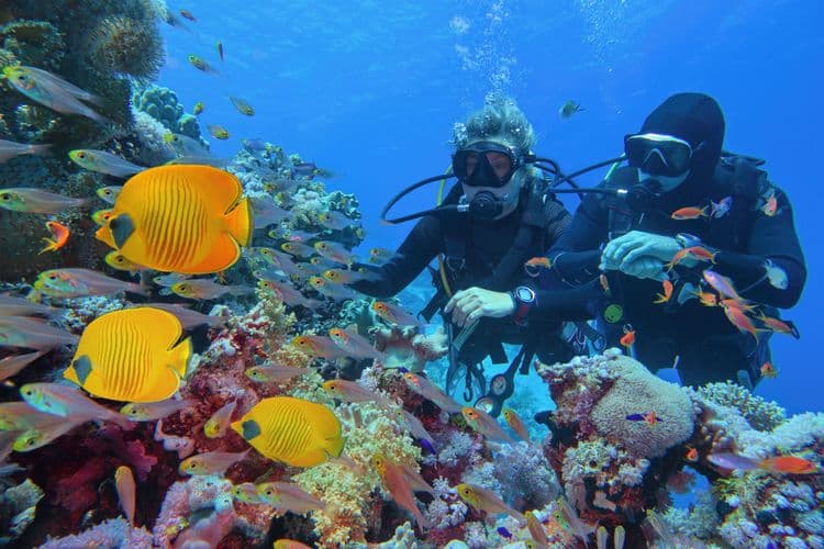 Scenic Cruise, Snorkel & Beach
