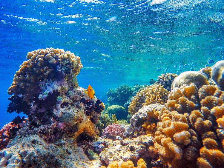 Sailing Catamaran and Coral Reef Experience