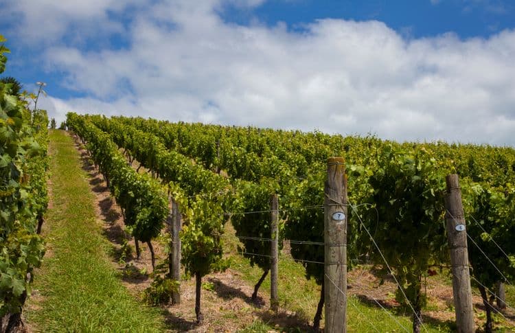 Local Connections: Auckland Wine Trail & Tastings