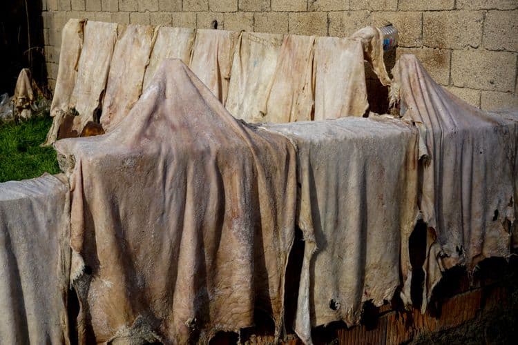 Great Greenland Tannery