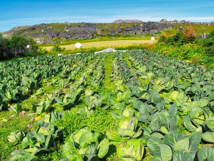 Upernaviarsuk Agricultural Station