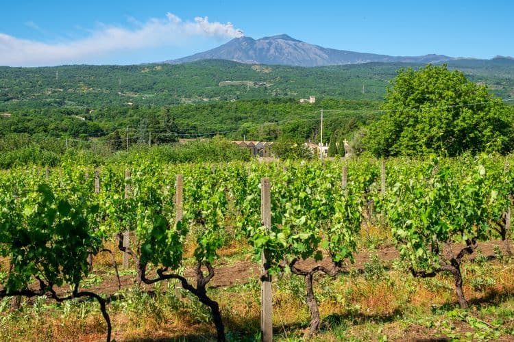 Wine Tasting At Villa San Michele