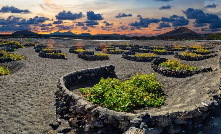 Lanzarote Wineries Tour