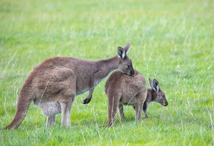 Aussie Wildlife