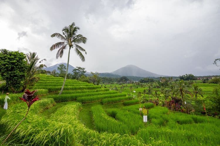 Rice Terraces, Temple Visit & Organic Farm Village