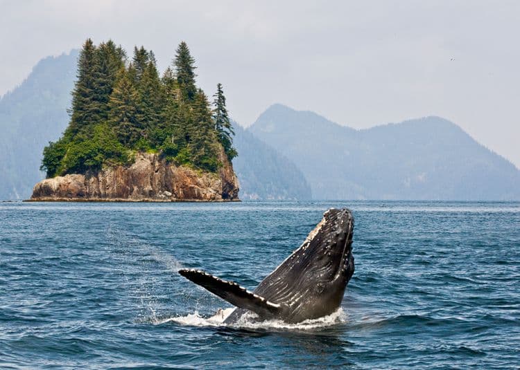 Prince of Wales Whale & Marine Mammal Quest