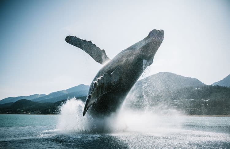 Whale & Wildlife Cruise
