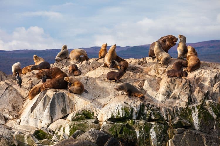 Beagle Channel Wildlife Cruise