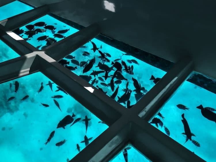 Glass Bottom Boat & Snorkel Safari