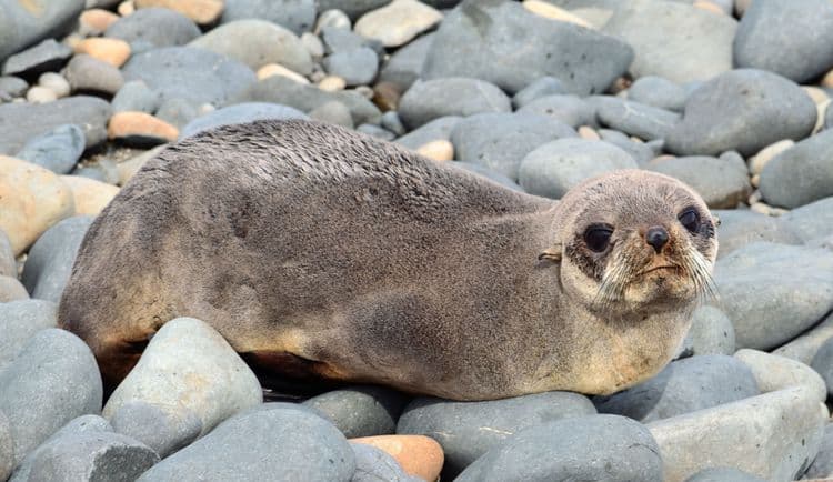 Seal Coast Safari