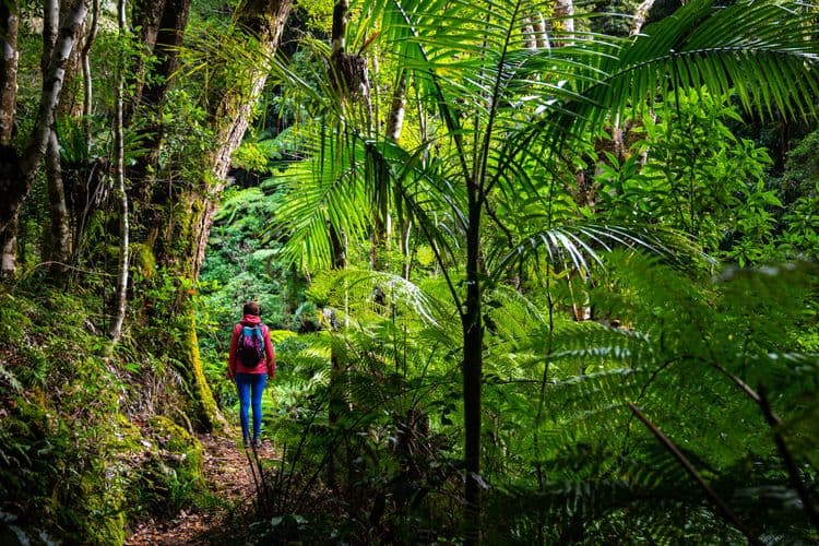 Butze Rainforest Nature Hike