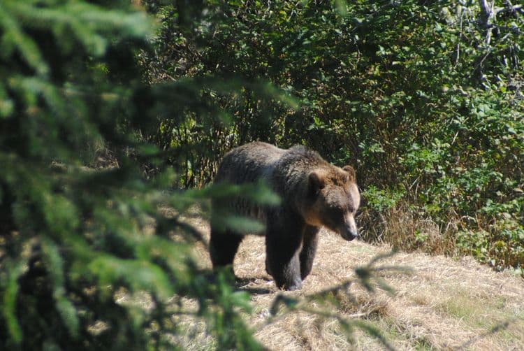 Great Bear Rainforest Exploration by Rail & Road