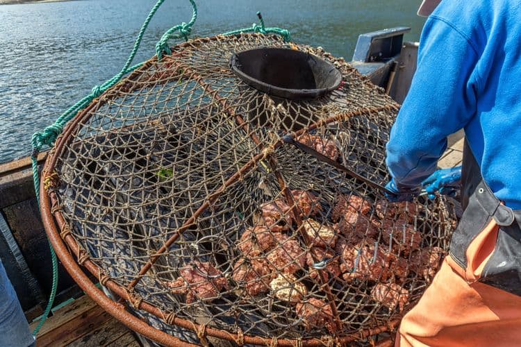 Cangrejo privado, pesca y exploración