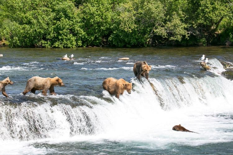Experiencia de vida silvestre en Bear Country