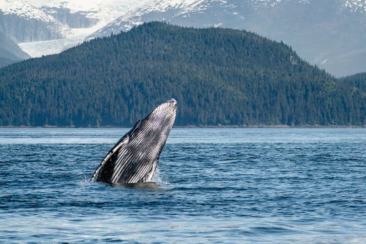Whale & Marine Mammal Quest